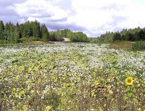 Laakson suu Tuusulanjärven pohjoispäässä on kuitenkin kasvamassa umpeen, sillä vanha pelto jäi pois käytöstä, kun sille läjitettiin järven pohjukan ruoppausmassoja.
