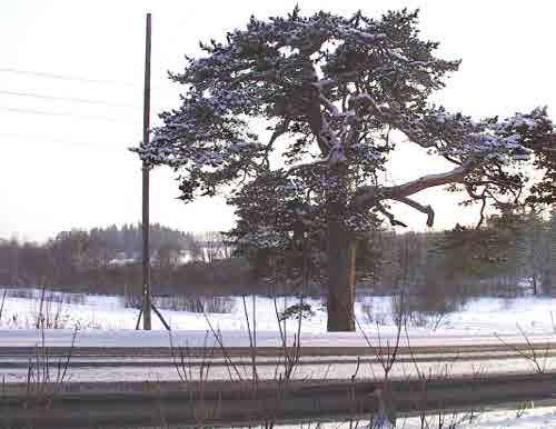 Tuusulanjärven rantapellot Vanhankyläntien varrella voitaisiin hoitaa laiduntaen.