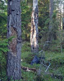 4 Kohteet metsässä 4.1 Luonnontieteelliset valintaperusteet METSO-ohjelmaan kuuluvia luontotyyppejä on kaikkiaan kymmenen.