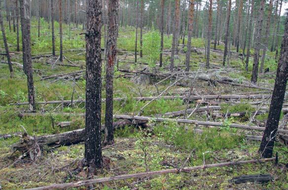 Metsäpalo on muuttanut aiemmin tavanomaisen harvennusikäisen männikön puuston rakenteeltaan ja lajistoltaan kiinnostavaksi, suojelun arvoiseksi kohteeksi. Kuva Juha Siitonen.
