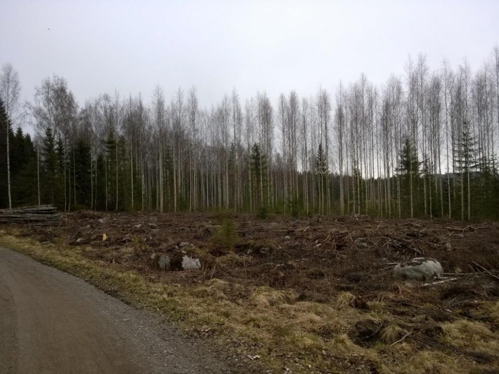 Alueelta ei tehty havaintoja liito-oravasta. Kuvio I koostuu kuusi- ja koivuvaltaisista kasvatusmetsistä ja hakkuuaukoista.