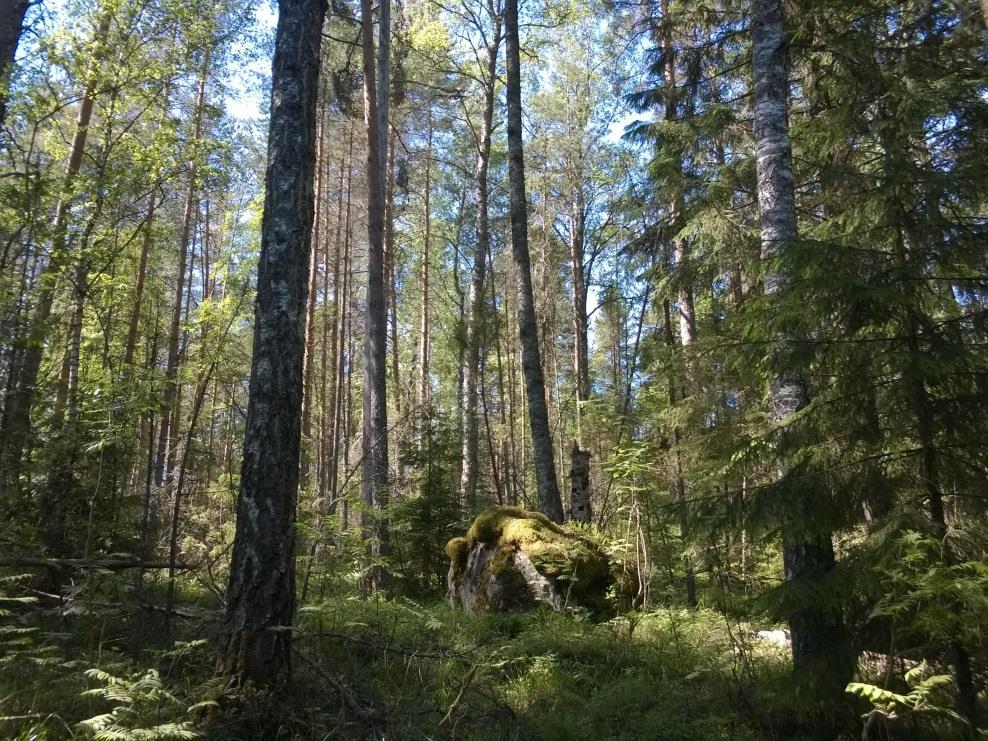 Kuvio D on laajahko, vajaan 8 hehtaarin kokoinen yhtenäinen metsäalue Kettuvuoren lounaispuolella.
