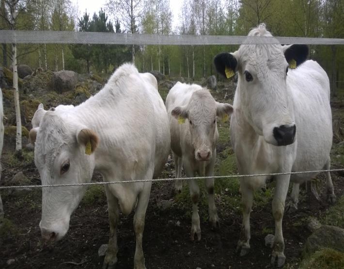 Alkuperäisrotujen kasvattaminen Geneettistä monimuotoisuutta edistävä sopimus Tavoitteena lisätä alkuperäisrotuihin kuuluvien eläinten määrää ja näin säilyttää