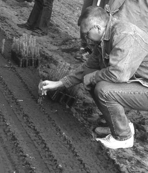 taimi uutiset 3/2002 Paakku peltoon - kasvatuksessa käytetty taimipenkki ja penkkiin istutettavia yksivuotiaita kuusen paakkutaimia. Odlarna, Falkenberg.