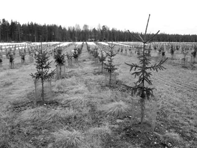 hehtaarilta. Koska muihin kuin vartesiemenviljelyksiin liittyy paljon tuntemattomia tekijöitä mm.