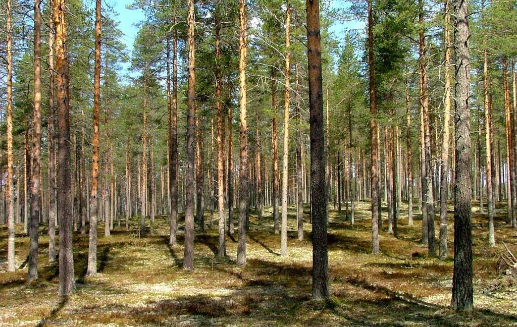 siosassa esiintyy myös moreenimaita. Turvemaita on paikallisesti järven länsipuolella yhteensä n. 11 hehtaarin alalla, josta rämettä on 3 ha, korpea 0,4 ha ja nevaa 7 ha.