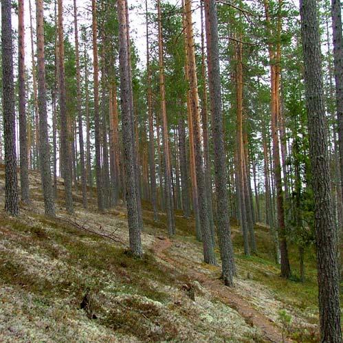 Kuva 4. Laahtaselta löytyy sekä tasarakenteista männikköä että vaihtelevampaa sekametsää.