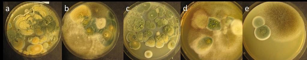 Biosidiresistentin Penicillium expansum homeen epidemiat: Kaikki näille maljoille kasvaneiden laskeumanäytteiden homepesäkkeet tuottivat toksiseen nesteen täyttämiä mikropisaroita (vesikkelejä).