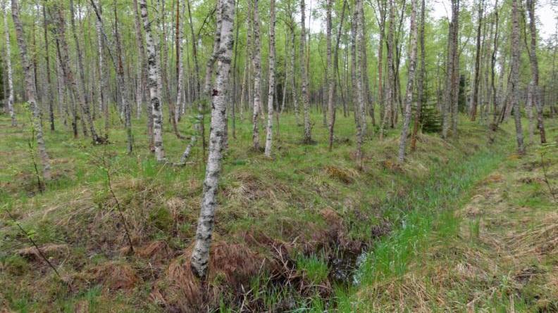 FCG SUUNNITTELU JA TEKNIIKKA OY YVA selostus 149 (361) Kuva 50. Pöllänperän hankealueelle tyypillistä vanhan pellonpohjan kasvatuskoivikkoa.