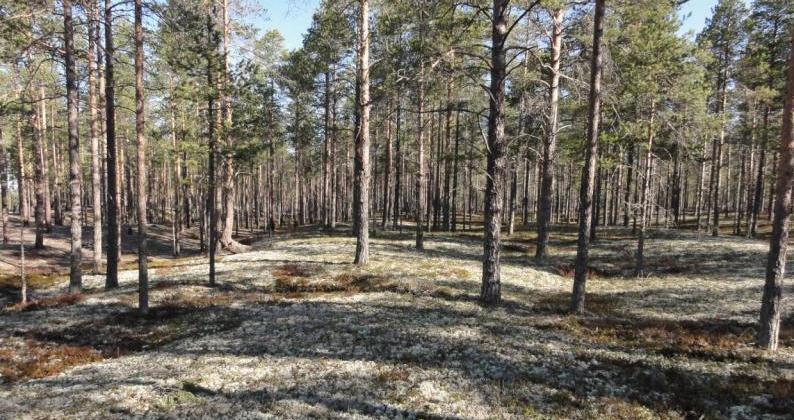 FCG SUUNNITTELU JA TEKNIIKKA OY YVA selostus 150 (361) Kuivat kankaat ja karukkokankaat ovat hyvin kulutusherkkiä.