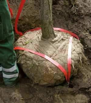 4. J uurien kiinnitys/puun sidonta DuckBill RBKS juurien maanalainen kiinnitys DuckBill RBKS on suunniteltu tarjoamaan vankan tuen puille joilla on kiinteä juuripaakku.