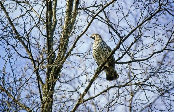 Metsähallitus hoitaa talousmetsiä monikäyttömetsinä Virkistyskäyttö otetaan korostetusti