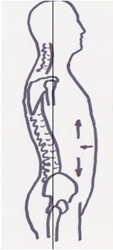 Rangan rakenteet voivat hyvin, kun niitä tukevien selkä- ja vatsalihasten välillä vallitsee tasapaino.