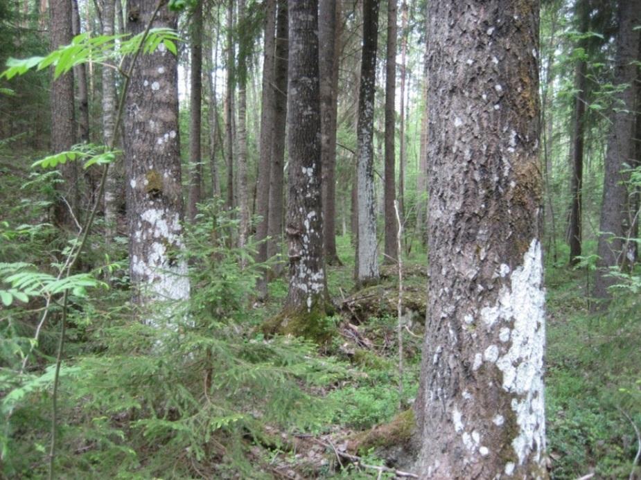 12 sotilasalueelle. Korven reuna on tuoretta lehtoa, jossa kasvaa mm. näsiää ja punaherukkaa. Alueen linnustoon kuuluu mm. sirittäjä ja lehtokerttu.