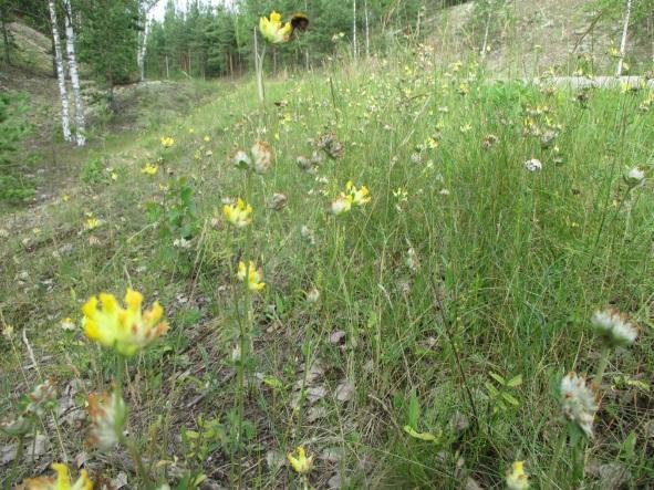 Kalliot ovat mahdollisia metsälain (10 ) erityisen tärkeisiin elinympäristöihin kuuluvia kallioita ja rinnemetsät keskeisiltä osiltaan reheviä lehtolaikkuja.