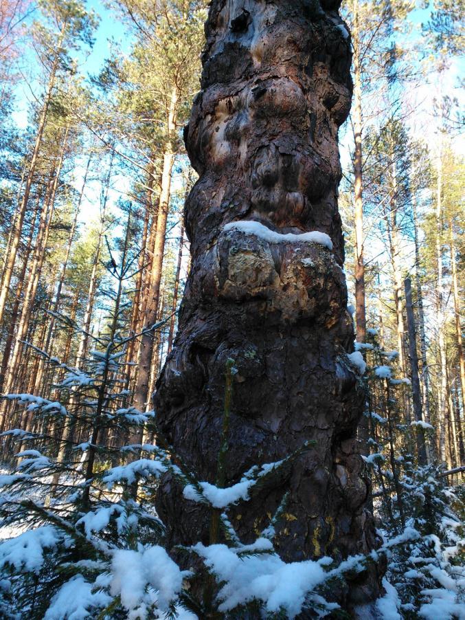 Sitkeys Mukuramänty Alkkianvuorella lannistumattomuus ja joustavuus, epäonnistumisista huolimatta jaksaa yrittää uudestaan hengissä eivät suinkaan pysy