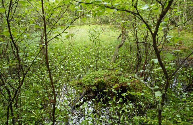 Pensaita metsissä on vähän ja valtaosa pensaskerroksesta on alueella kasvavien puulajien taimia sekä katajaa. Alueen metsätalouskäytössä olevissa metsissä ei pääsääntöisesti myöskään ole lahopuuta.