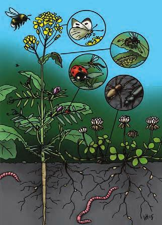 Biologisesti typpeä ilmasta juurinystyröidensä Rhizobiumbakteerien avulla sitovat palkokasvit ovat eniten hyödynnetty kasvilajiryhmä sekaviljelyssä.
