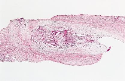 A B Kuva 1.
