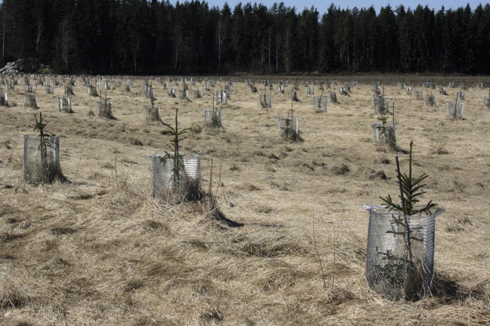 Kuva 8. Suomen metsäkeskuksen Otso-palveluiden kuusen valiosiemenviljelys sv 455, Seinäjoki, Marjatanaho.