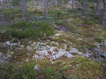 Maaperätiedot kaikkien saatavilla Geologian tutkimuskeskus (GTK) lanseerasi vuonna 2002 ilmaisen Internet-pohjaisen karttasovelluksen (Geokartta), josta löytyvät koko Suomen maaperätiedot.