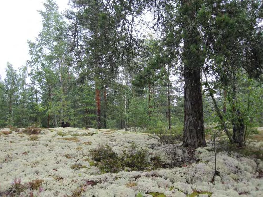 Piiankallio YVA-AO: Itäisen hankealueen (VE1) laajennusalueelle sijoittuu myös Piiankallion kallioalue, joka on kasvillisuus ja linnustokohde.