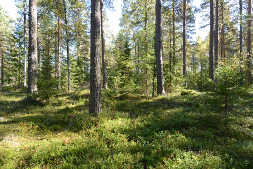 pohjoisosan sijoilla. Polun uraa en kuitenkaan enää löytänyt, se oli sammunut kallioleikkauksen katkaistua kulun Lakeassuolle 1980 luvun alussa. 8266.