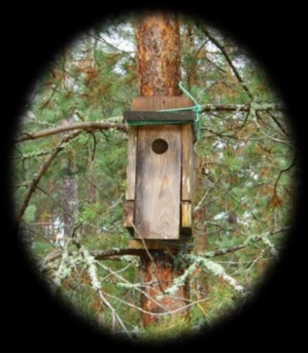 Maaliskuun puuha: Linnunpönttö Linnunpöntöistä on sekä iloa että hyötyä. Pönttöjen avulla saadaan elämää pihapiiriin, ja niillä voi lisätä lintujen määriä myös metsissä.