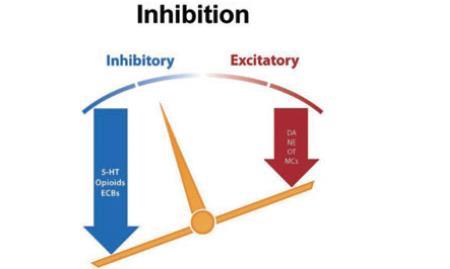 Inhibiitio, eli seksuaalista vireyttä vähentävä systeemi Vähentävät välittäjäaineet: -5-HT=serotoniini -Opioidit
