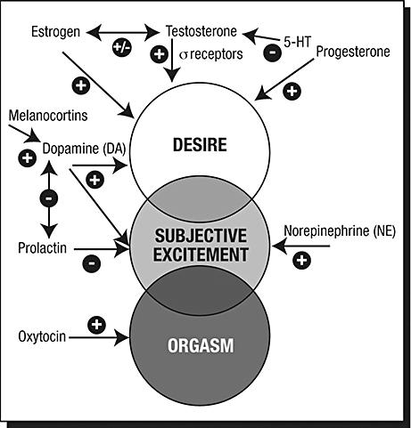 Hermojen välittäjäaineiden ja hormonien vaikutus seksuaalisuuteen (Clayton 2007) Estrogeenin ja testosteronin on todettu koe-eläintutkimuksissa avustavan dopamiinin