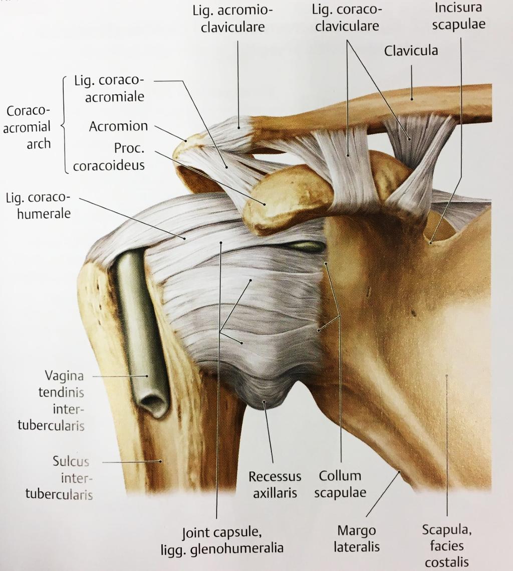 12 Solisluu niveltyy mediaalisesti rintalastan kädensijaan sekä ensimmäisen kylkiluuliitoksen yläpuolelle SC-nivelen välityksellä.