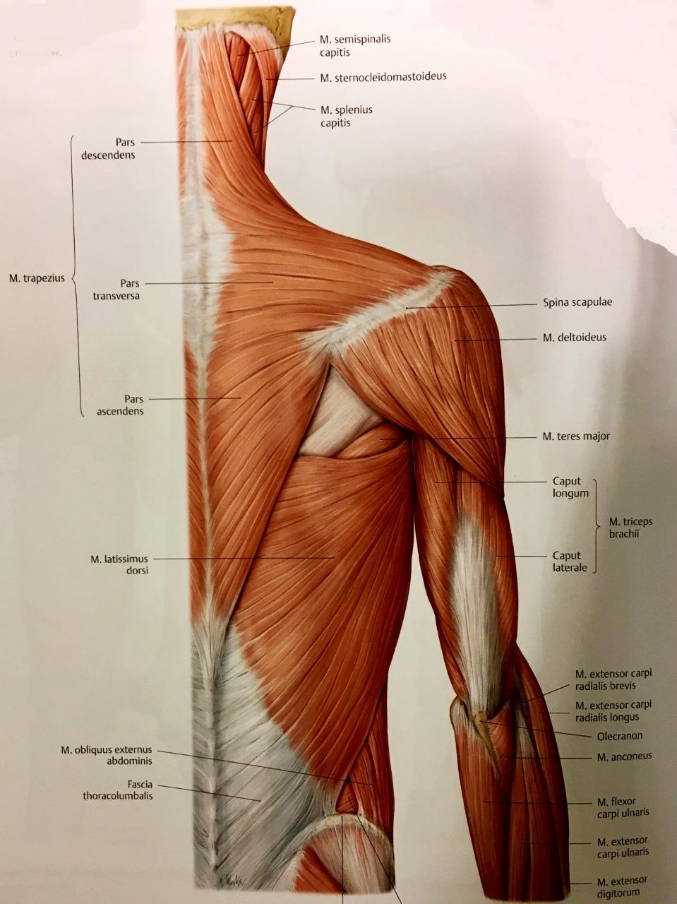 24 KUVA 5. Olkapään, selän ja käden pinnalliset lihakset takaa kuvattuna (Gilroy ym. 2009, 292) Olkanivelen liikkeiden kannalta m.