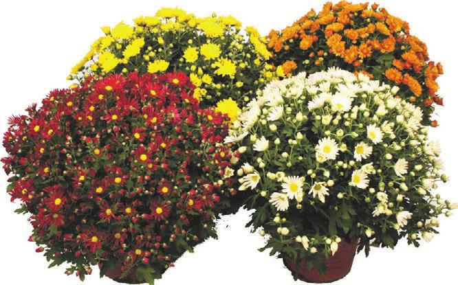 2290 (0,92/L) ilman S-Etukorttia 26,90 (1,08/L) BIOLAN