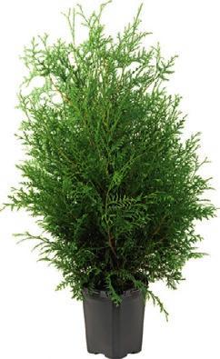 17 1690 90 ta Kodin Terras 7 /L) L (0,0 5 säkkiä /55