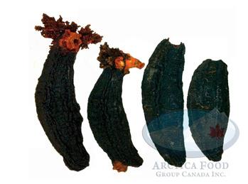 Wild arctic sea cucumbers grow In the cold North Atlantic Ocean, the maximum water