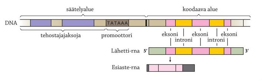 Eukaryootti transkriptio / Eukaryot transkription Reglerande