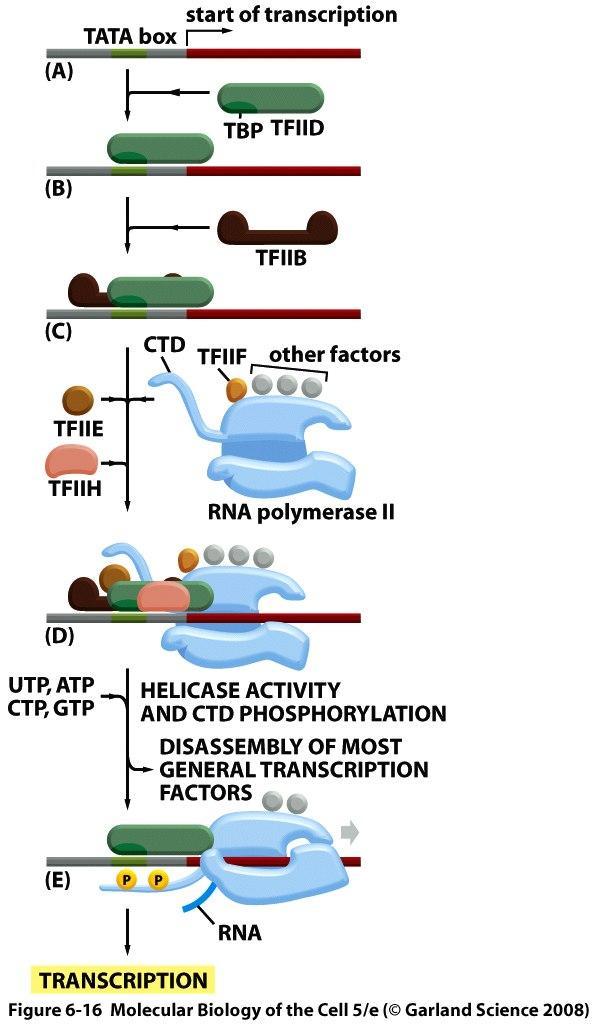 RNA polymeraasi II - tarvitsee yleisiä transkriptiotekijöitä o TFIID, tunnistaa TATA boksin o TFIIB, tunnistaa BRE alueen promoottorissa ja auttaa kiinnittämään RNA pol