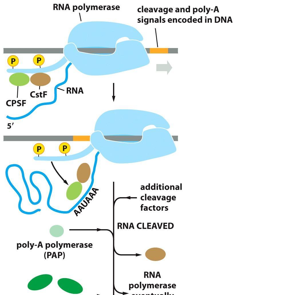 Transkription lopetus - RNA sekvenssi AAUAAA saa RNA polymeraasiin irtomaan - Viimeinen muokkaus: Poly-A polymeraasi (PAP) syntetisoi poly-a hännän.