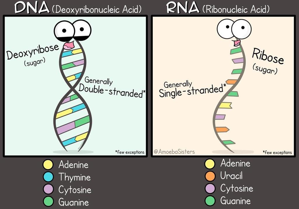 DNA:n ja