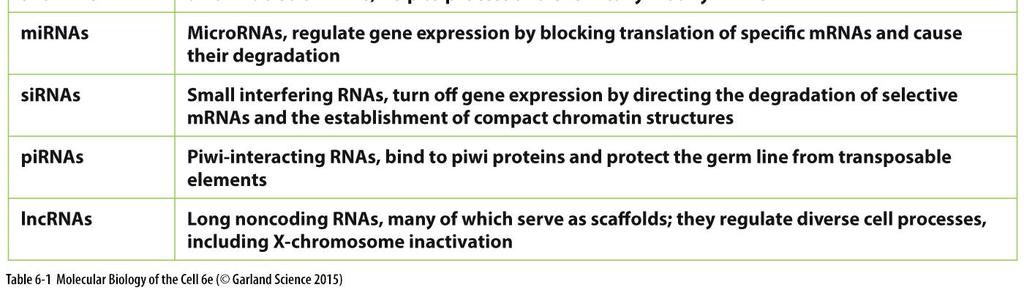 III RNA pol III RNA pol II RNA pol III RNA