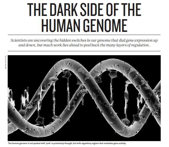 Kaikesta DNA:sta ei tehdä RNA:ta o Ihmisen genomissa on 3 miljardia nukleotidia