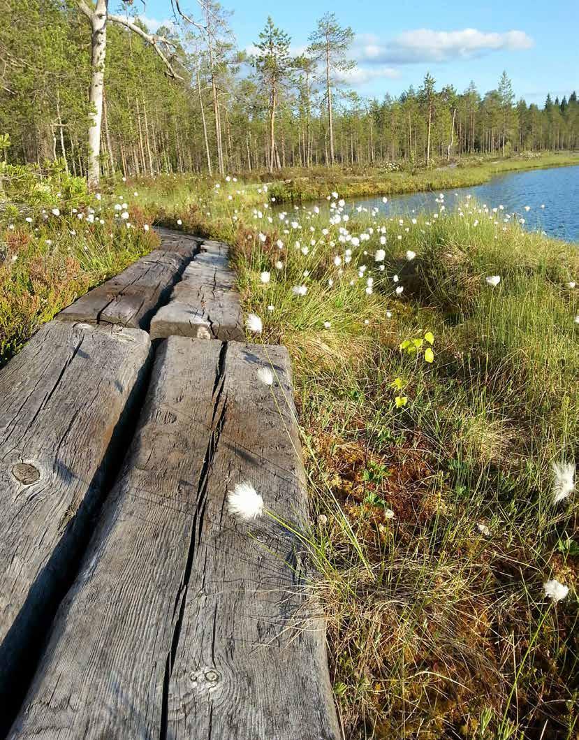 Kuhmolaisen, Sotkamo-lehden ja Ylä- Kainuun