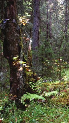 Ksen ikä on jo yli 150 votta ja pits 43,36 m ksen syntypisteestä mitattna. Noin 108 ha:n kokoinen Ksimäen vanhojen metsien sojelale perstettiin 1994.