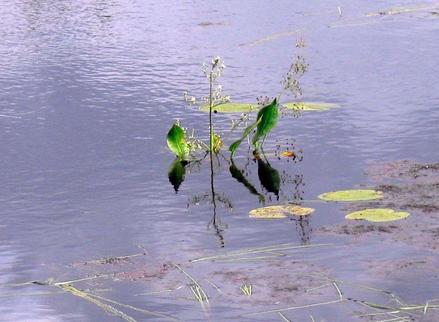 Nilsiässä (Kuopiossa) tutkitut suot ja niiden turvevarat. Osa 2. Kuva 58. Ratamosarpio (Alisma plantago-aquatica) kasvaa Petronlammen eteläisessä rantavedessä. Kuva:, GTK 2008.
