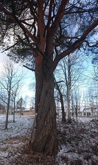 Puun latvuksen yläosan leviäminen kertoo myös selvästi puun ikääntymisestä.