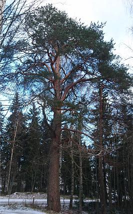 Kirjalan mänty 15 Kirjalan mänty on Mikkelin kaupungin suurin mänty, sen ympärysmitta 130 cm korkeudelta on 305 cm ja korkeus