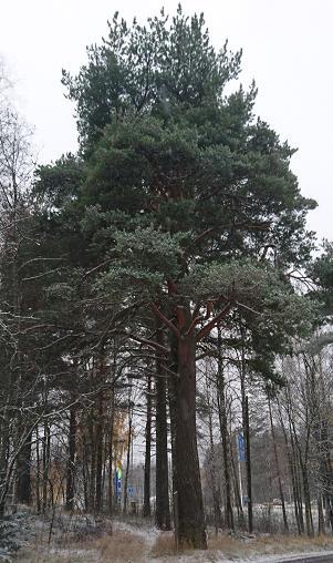 Pesun mänty 27 Pesun mänty on Mikkelin Otavassa sijaitseva vanha ja kookas kaksihaarainen mänty. Puu on haaroittumiskohdan jälkeen käkkyräoksainen.