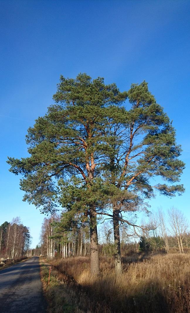 Puut on rauhoitettu poikkeuksellisesti luonnonsuojelulain luontotyyppisuojelun (avointa maisemaa hallitsevat suuret yksittäiset puut ja puuryhmät)
