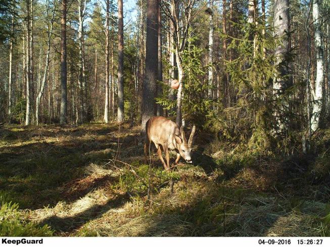 HAUKIPUTAALAINEN Tiedotuslehti ETSÄSTÄJÄ 2 7 RYHÄRISTISIDE Haukiputaan