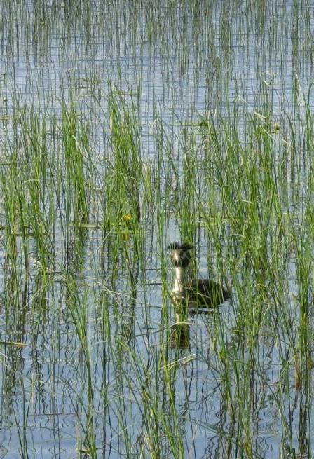 Vuosi 2012 - paljon toimintaa kustannustehokkaasti Paitsi rakentamista sopimus Yhdistys/Kunta/ELY maanomistajasopimuksia allaskoe Jäälinjärvessä